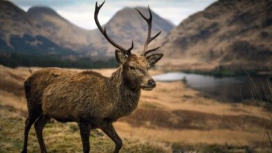 There are no vaccines or treatments for it yet. Zombie deer threaten humans!