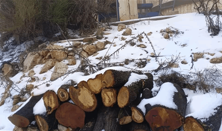 A dangerous violation .. young men cut perennial trees and a move association