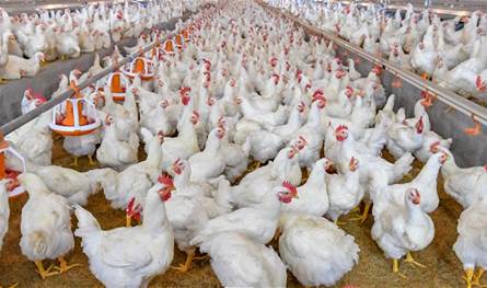 Poultry is available in abundance and prices are stable