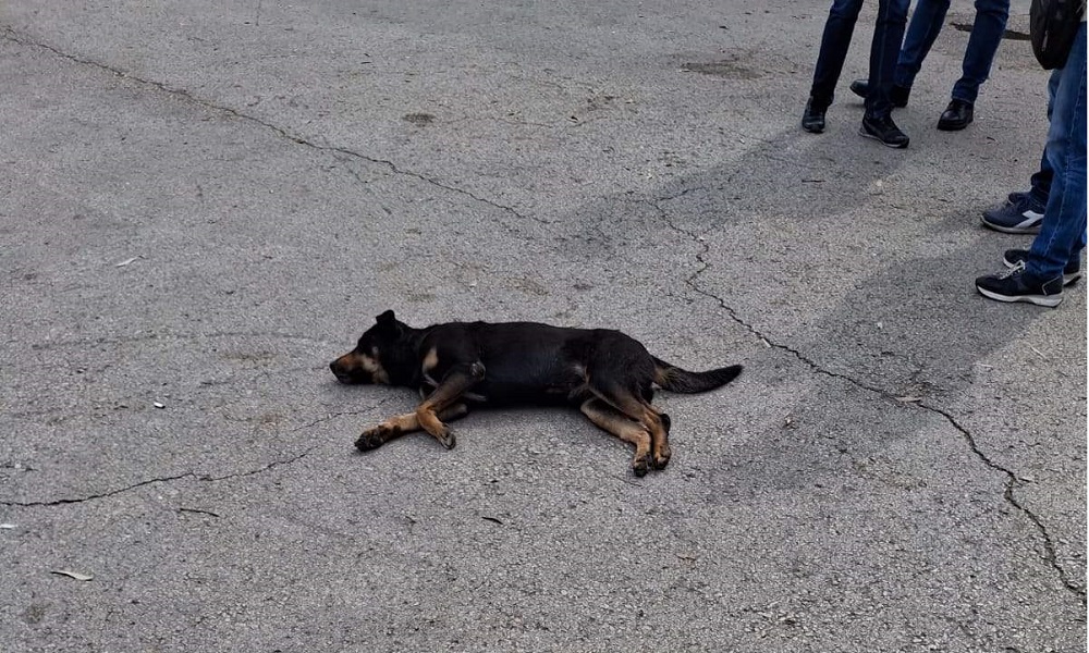 Lebanon today »The poisoning of dogs inside the Beirut port … and the administration shows