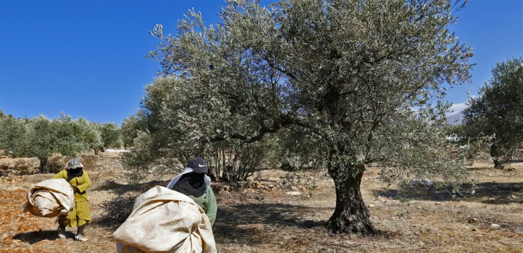 Olive farmers returned to the south .. The enemy steals the perennial trees