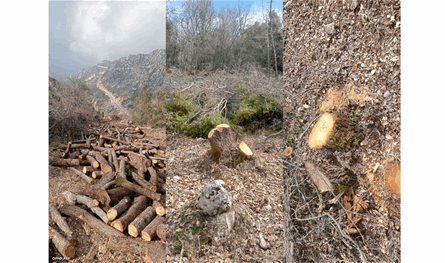 An environmental crime in Qurtuba .. Cuts 30 tons of tree wood and investigations that reveal the perpetrator