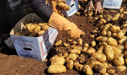 To improve the production of Lebanese potatoes .. This is what the Bekaa witnessed