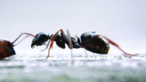 Smuggling of 5,000 African ants cost two young men the maximum penalty in Kenya