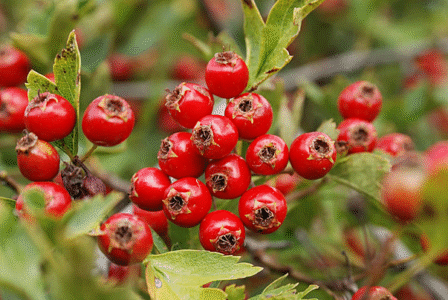 Hawthorn berries: health benefits, uses, damage, and everything you need to know